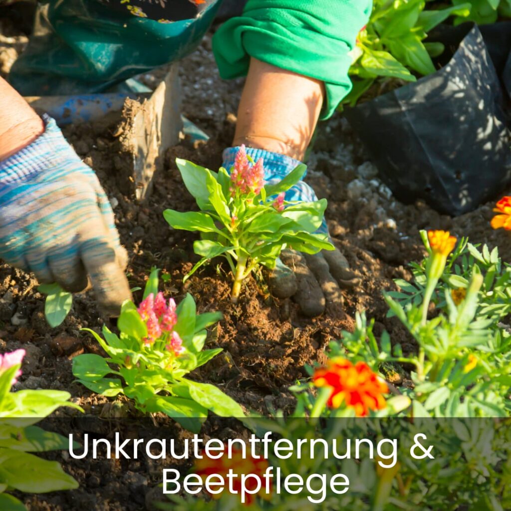 Unkrautentfernung und Beetpflege
