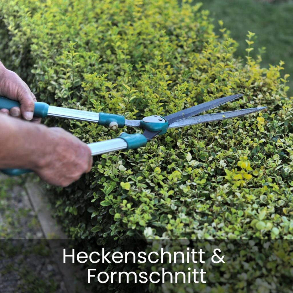 Heckenschnitt und Formschnitt